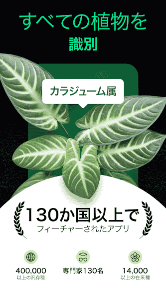 plant.identification.flower.tree.leaf.identifier.identify.cat.dog.breed.nature