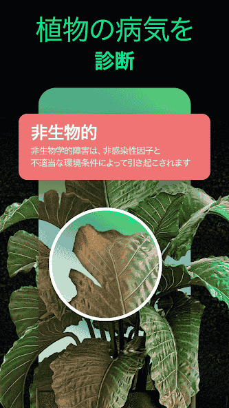plant.identification.flower.tree.leaf.identifier.identify.cat.dog.breed.nature
